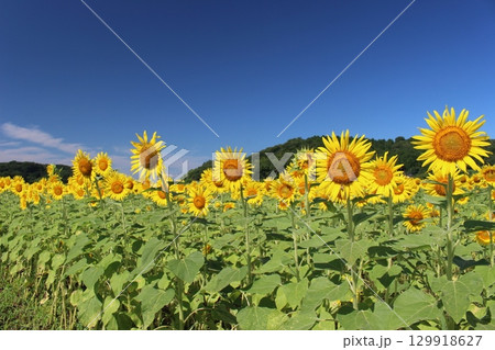 ひまわり祭り 129918627