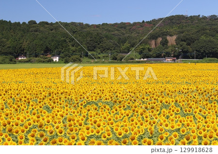 ひまわり祭り 129918628