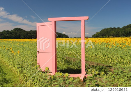 ひまわり祭り ひまわり祭り 129918631