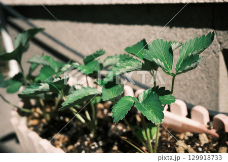 秋・冬に植える苺の苗 秋・冬に植える苺の苗 129918733