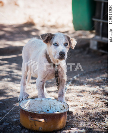 Dogs that are chained 129918986
