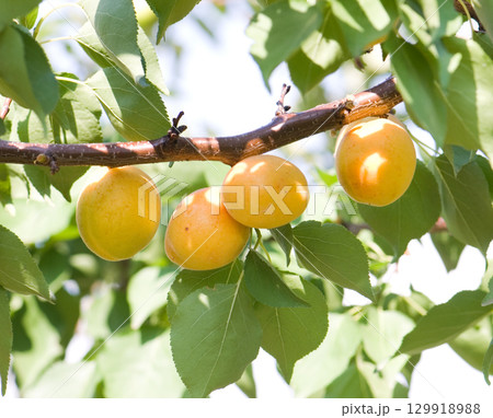 apricot 129918988
