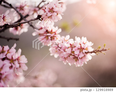 fresh almond flowers 129918989