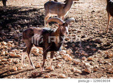 Baran in a natural park 129919034