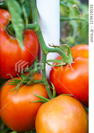 Tomatoes Tomatoes 129919038