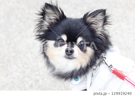 振り向き見上げる愛犬 チワワ 振り向き見上げる愛犬 チワワ 129919240