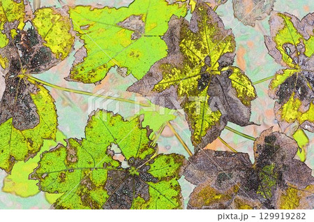 イラストCG画像 自然の病気の斑点持っカエデの葉 イラストCG画像 自然の病気の斑点持っカエデの葉 129919282