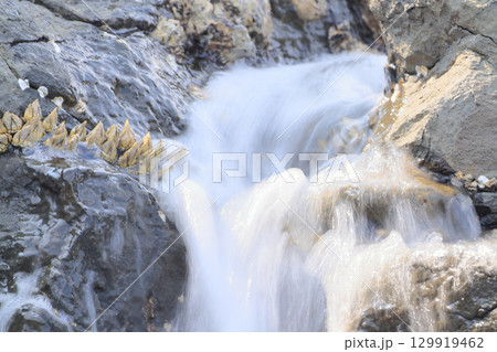 津嶋神社の磯 129919462