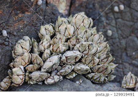 津嶋神社の磯のカメノテ 129919491