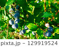 Ripe blueberries (bilberry) on a blueberry bush on a nature background. 129919524