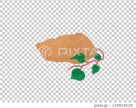 葉っぱ付き安納芋のイラスト 129919529