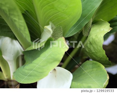 4月に咲いた水芭蕉(ミズバショウ)の花 4月に咲いた水芭蕉(ミズバショウ)の花 129919533