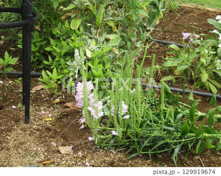 はなトラノオの桃色の花 はなトラノオの桃色の花 129919674