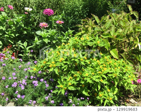 黄色いメランポジュームの花と紫色のバーベナの花 黄色いメランポジュームの花と紫色のバーベナの花 129919683