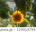 A sunflower in the meddle of the city 129919799