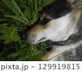 A dog laying in a grassland  129919815