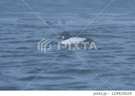 真冬に北海道の海辺や湖で見られる白黒のおしゃれな装いの渡り鳥、ホオジロガモ 129920029