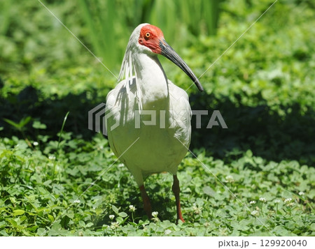 佐渡島のトキ 129920040