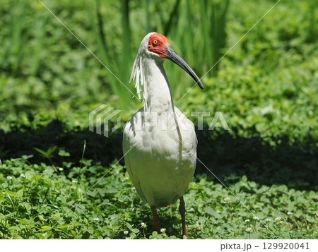 佐渡島のトキ 129920041