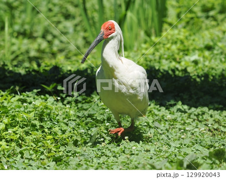 佐渡島のトキ 129920043