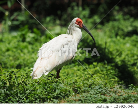 佐渡島のトキ 129920046