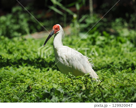佐渡島のトキ 佐渡島のトキ 129920047