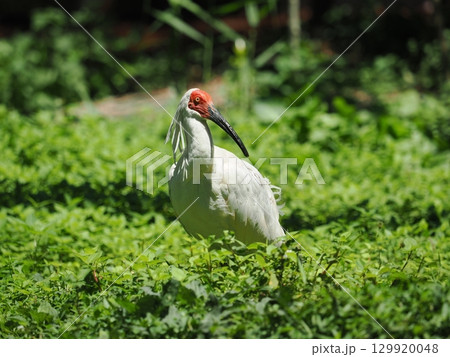 佐渡島のトキ 129920048