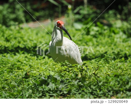 佐渡島のトキ 129920049