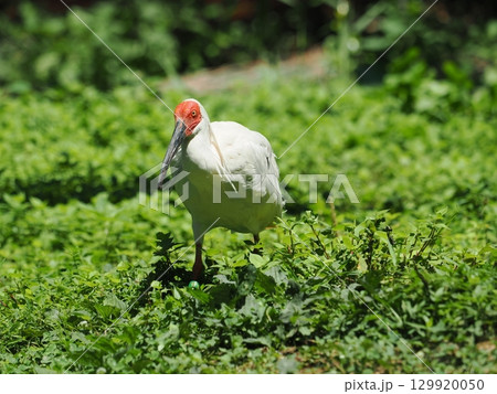 佐渡島のトキ 129920050