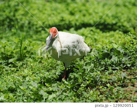 佐渡島のトキ 129920051