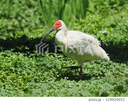 佐渡島のトキ 129920052