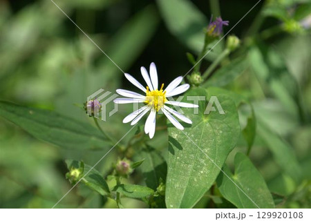 ノコンギクの花 129920108