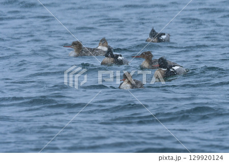 真冬に北海道や北日本の海や湖で見られるぼさぼさの頭が印象的な愛嬌のある渡り鳥、ウミアイサ 129920124