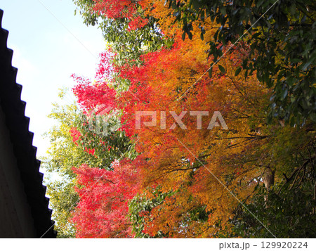 紅葉したもみじ 129920224