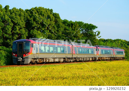 黄金色の風景と4両に増結された2600系・特急うずしお 黄金色の風景と4両に増結された2600系・特急うずしお 129920232