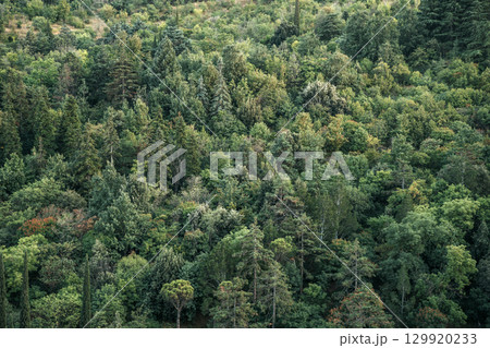 Green Forest Hill Landscape from Above. Nature Background Green Forest Hill Landscape from Above. Nature Background 129920233