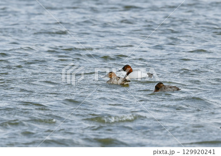 北海道や北日本で真冬に見られる赤茶色の頭と白っぽい背中のコントラストが美しいカモの仲間、オオホシハジ 129920241