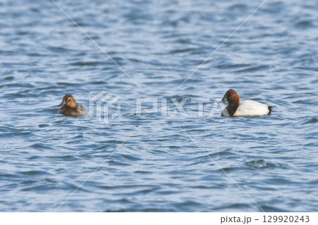 北海道や北日本で真冬に見られる赤茶色の頭と白っぽい背中のコントラストが美しいカモの仲間、オオホシハジ 129920243