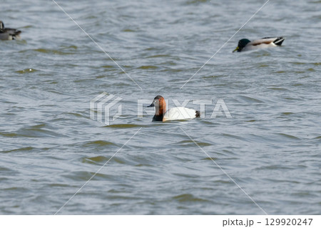北海道や北日本で真冬に見られる赤茶色の頭と白っぽい背中のコントラストが美しいカモの仲間、オオホシハジ 129920247