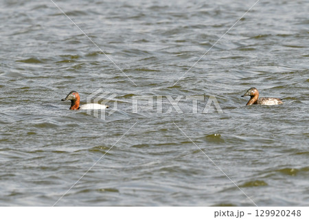 北海道や北日本で真冬に見られる赤茶色の頭と白っぽい背中のコントラストが美しいカモの仲間、オオホシハジ 129920248