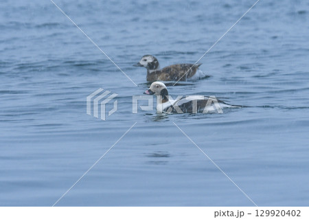 真冬に北日本や北海道の海辺で見られる白黒のモノトーンの美しいカモの仲間、コオリガモ 129920402