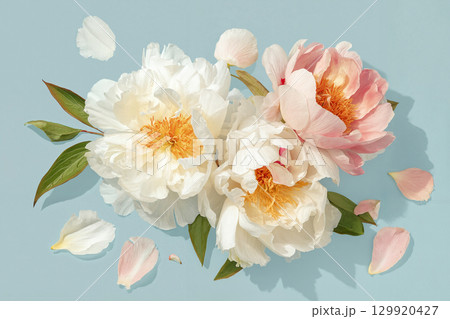 peony on a blue background 129920427