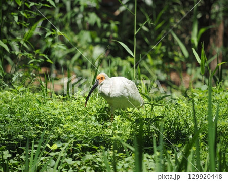 佐渡島　トキの幼鳥（生後4ヶ月目） 129920448