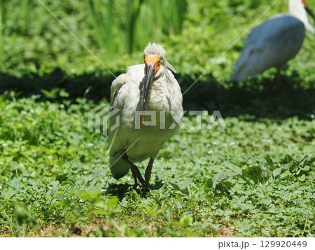佐渡島　トキの幼鳥（生後4ヶ月目） 129920449