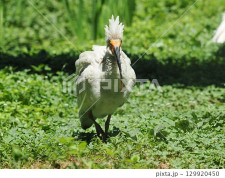佐渡島　トキの幼鳥（生後4ヶ月目） 129920450
