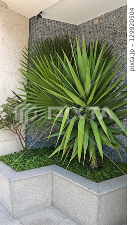 Tropical plant with sharp green leaves growing in a modern stone planter corner 129920504