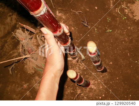 A young farmer's hand holds a red sugarcane stalk. Southeast Asian tropical agriculture A young farmer's hand holds a red sugarcane stalk. Southeast Asian tropical agriculture 129920540