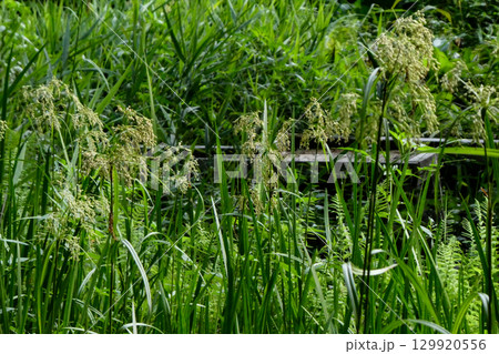 岩手県盛岡市高松池付近のオニヤンマが産卵する池のミズガヤツリ 岩手県盛岡市高松池付近のオニヤンマが産卵する池のミズガヤツリ 129920556