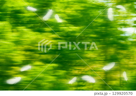 流れる緑を背景に舞い飛ぶ、白い鳥の羽 129920570