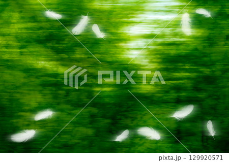 流れる緑を背景に舞い飛ぶ、白い鳥の羽 流れる緑を背景に舞い飛ぶ、白い鳥の羽 129920571